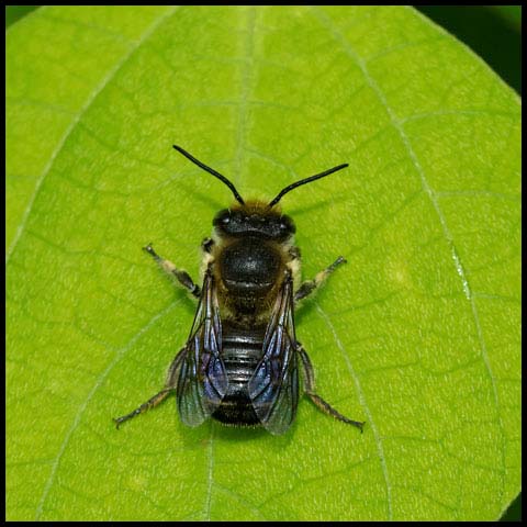Leafcutter Bee