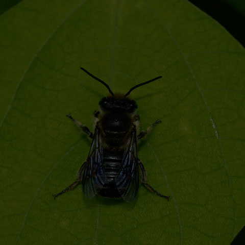 Leafcutter Bee