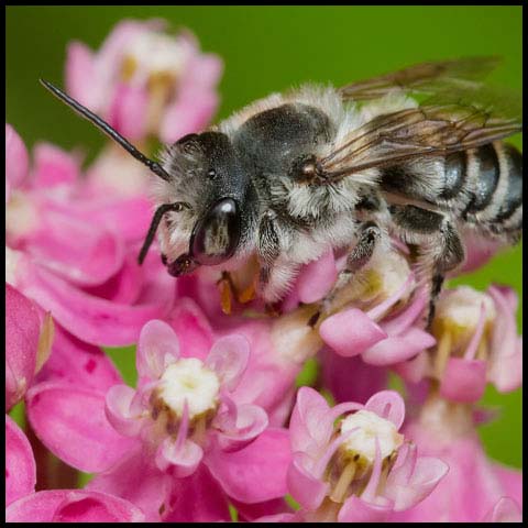 Leafcutter Bee