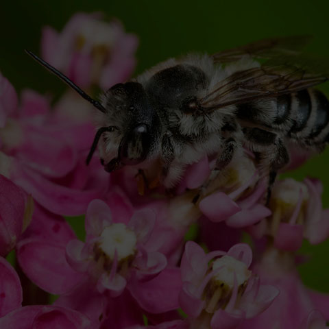 Leafcutter Bee