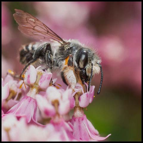Leafcutter Bee
