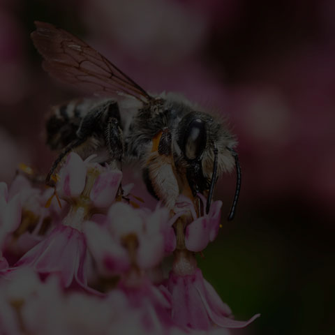 Leafcutter Bee