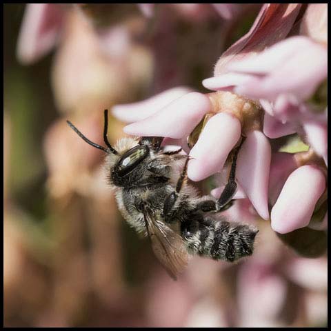 Leafcutter Bee