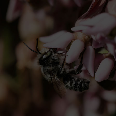 Leafcutter Bee