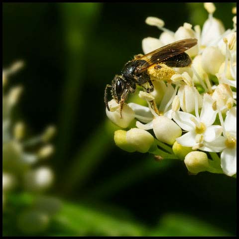 Bare Dogwood Miner