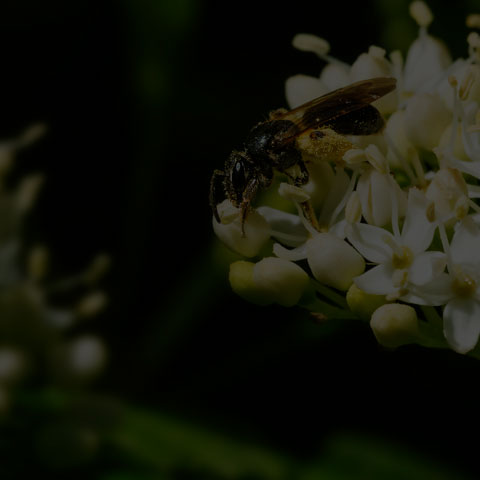 Bare Dogwood Miner
