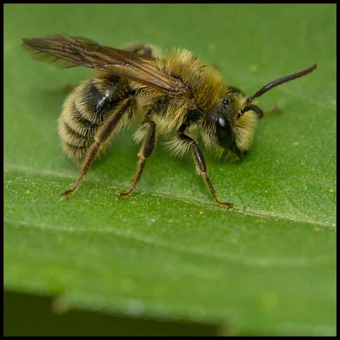 Hairy-banded Mining Bee
