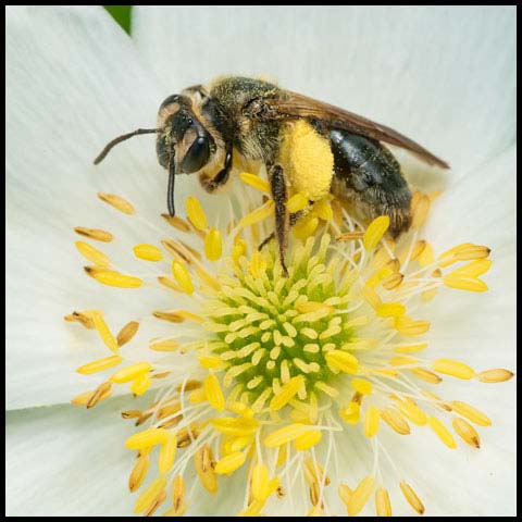 Hawthorn Mining Bee