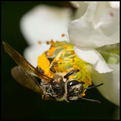 Hawthorn Mining Bee