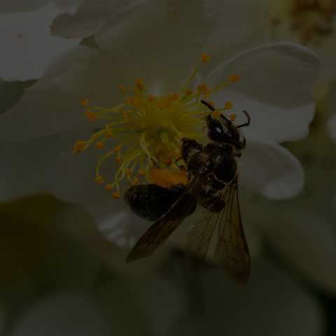 Hawthorn Mining Bee