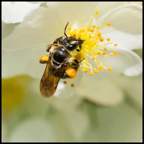 Hawthorn Mining Bee