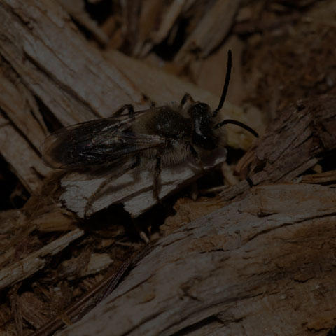 Mining Bee