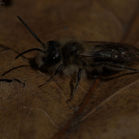 Mining Bee