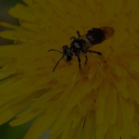 Mining Bee