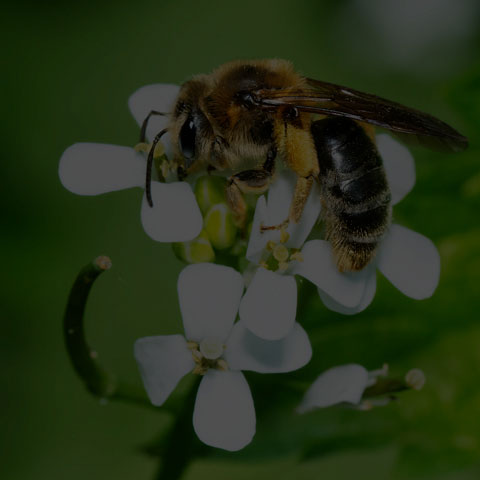 Mining Bee