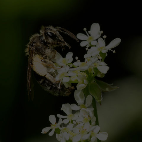 Mining Bee