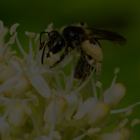 Mining Bee