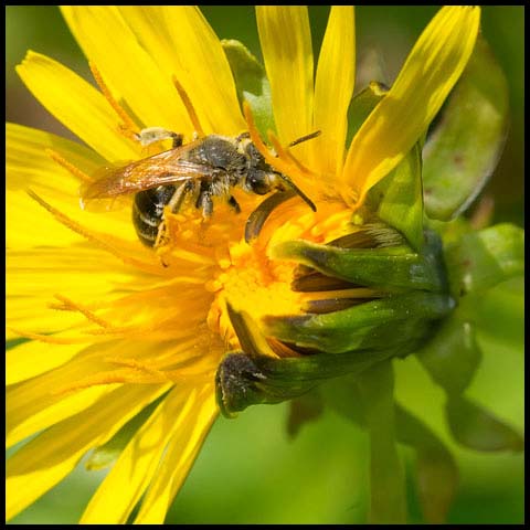 Nason's Mining Bee