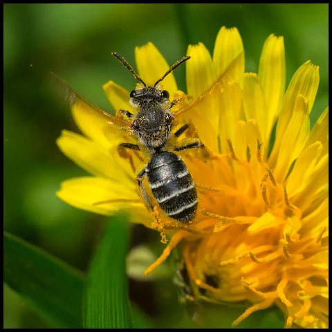 Nason's Mining Bee