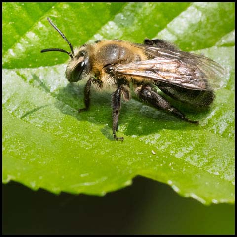 Neighborly Mining Bee
