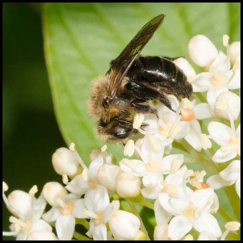 Neighborly Mining Bee