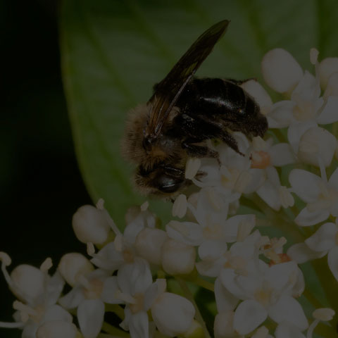 Neighborly Mining Bee