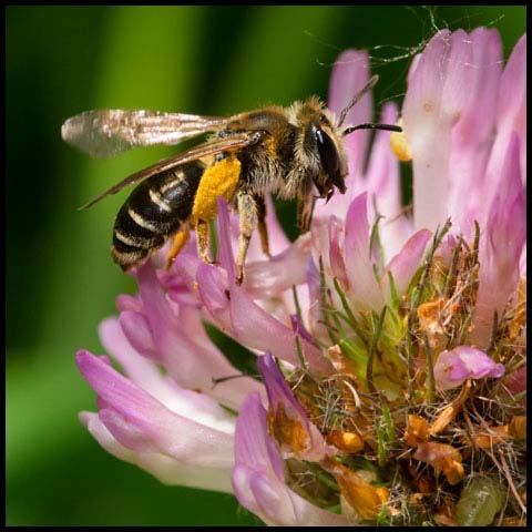 Wilke's Mining Bee