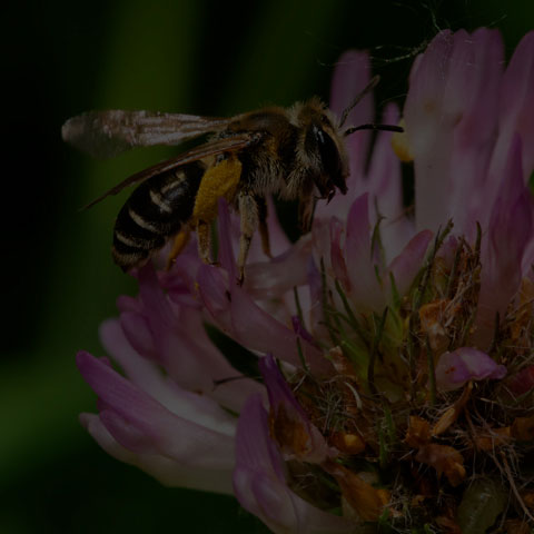 Wilke's Mining Bee