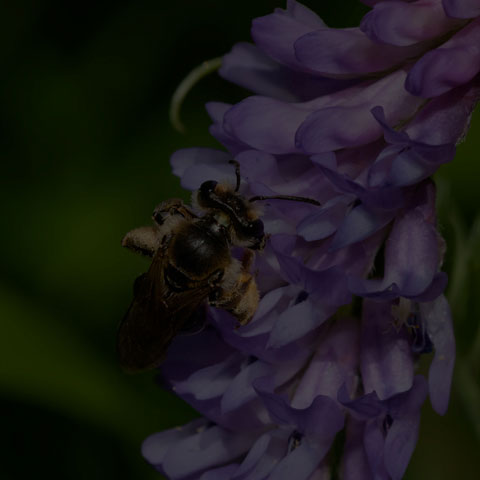 Wilke's Mining Bee