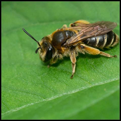 Wilke's Mining Bee