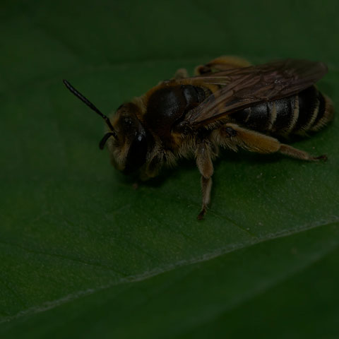 Wilke's Mining Bee