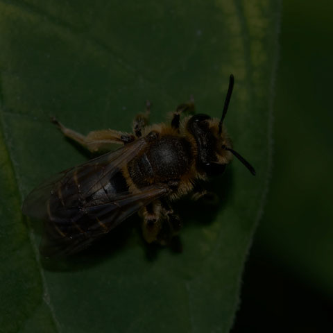 Wilke's Mining Bee