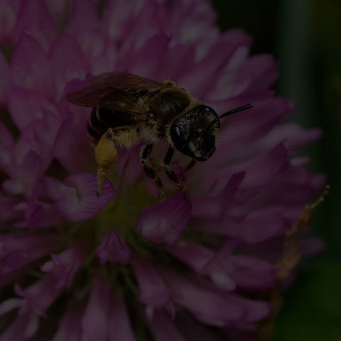 Wilke's Mining Bee
