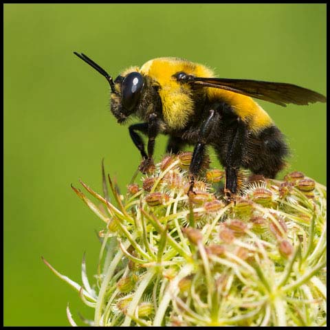 Black-and-gold Bumble Bee