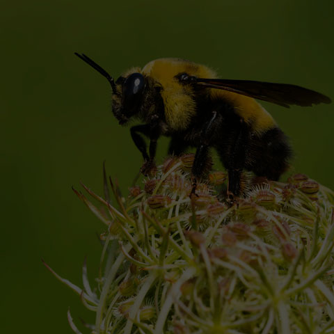 Black-and-gold Bumble Bee