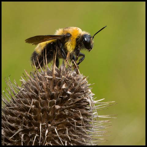 Black-and-gold Bumble Bee