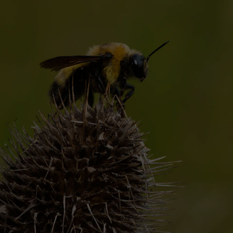 Black-and-gold Bumble Bee
