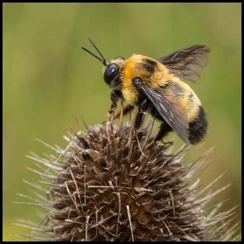 Black-and-gold Bumble Bee
