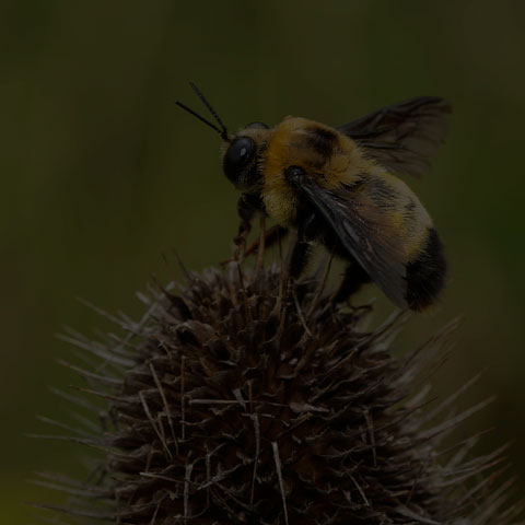 Black-and-gold Bumble Bee