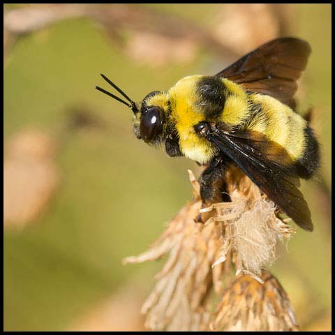 Black-and-gold Bumble Bee