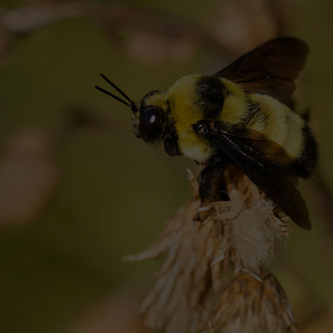 Black-and-gold Bumble Bee