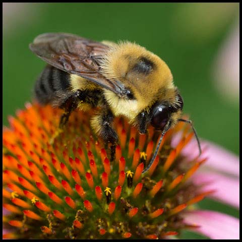 Brown-belted Bumble Bee