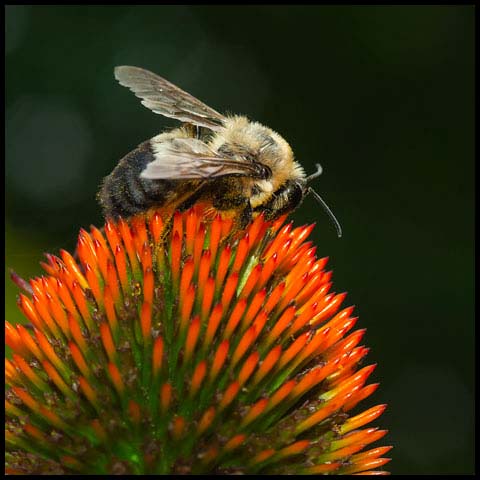 Brown-belted Bumble Bee