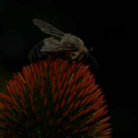 Brown-belted Bumble Bee