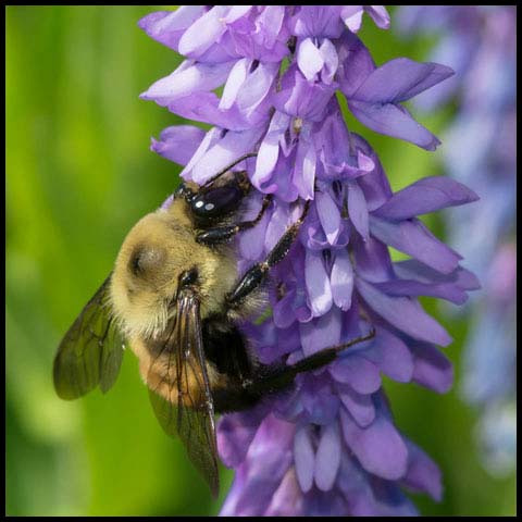 Brown-belted Bumble Bee