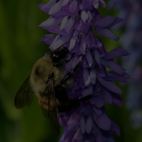 Brown-belted Bumble Bee
