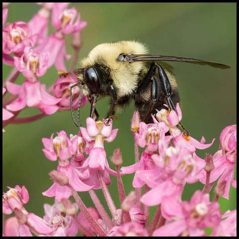 Brown-belted Bumble Bee