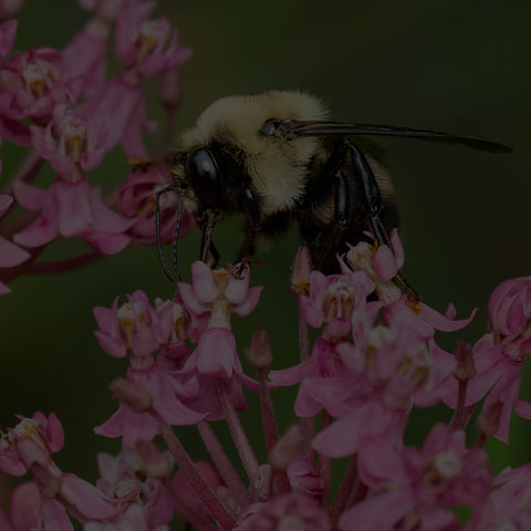 Brown-belted Bumble Bee