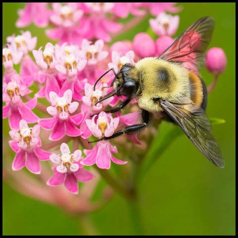Brown-belted Bumble Bee