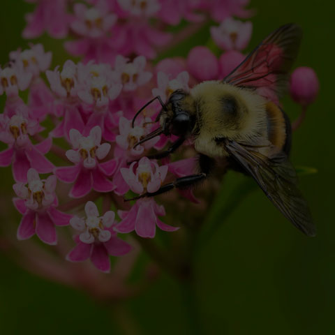 Brown-belted Bumble Bee
